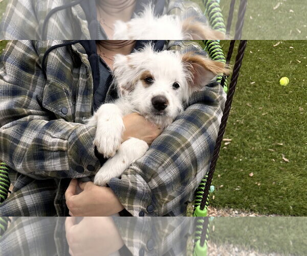 Medium Photo #4 Poodle (Miniature)-Unknown Mix Puppy For Sale in Escondido, CA, USA