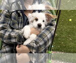 Small #3 Poodle (Miniature) Mix