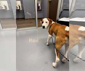 Mutt Dogs for adoption in Hilton Head, SC, USA