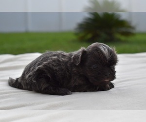 Shih Tzu Puppy for sale in PALM COAST, FL, USA