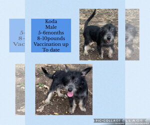 Cairn Terrier-Unknown Mix Dogs for adoption in Virginia Beach, VA, USA