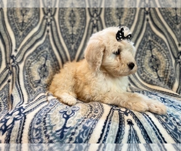 Medium Photo #14 Poodle (Standard) Puppy For Sale in LAKELAND, FL, USA