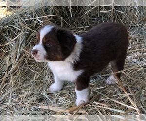 Miniature Australian Shepherd Puppy for sale in GASTON, OR, USA