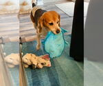 Small #8 Beagle