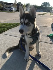 Siberian Husky Puppy for sale in NEW BALTIMORE, MI, USA