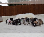 Small Photo #107 Pembroke Welsh Corgi Puppy For Sale in SOULSBYVILLE, CA, USA