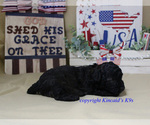 Small Photo #5 Poodle (Toy) Puppy For Sale in CHANUTE, KS, USA