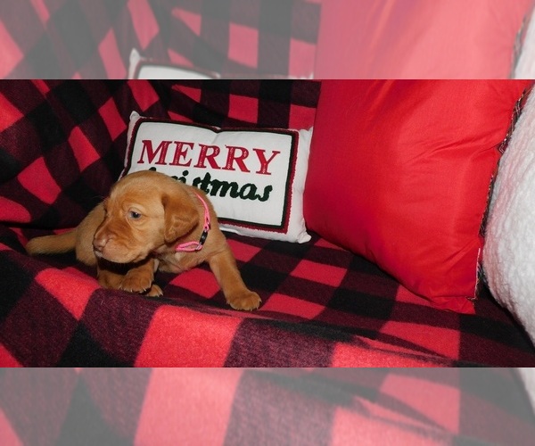 Medium Photo #3 Labrador Retriever Puppy For Sale in NEENAH, WI, USA