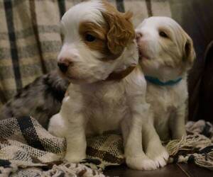 Golden Mountain Doodle  Puppy for Sale in JIM FALLS, Wisconsin USA