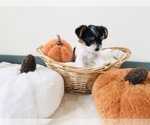 Puppy Puppy 1 Yorkshire Terrier