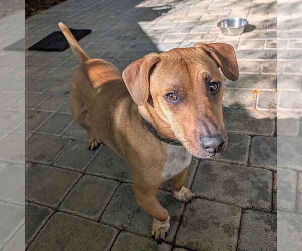 Medium Photo #1 Dachshund Puppy For Sale in Chico, CA, USA