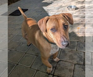 Dachshund Dogs for adoption in Chico, CA, USA