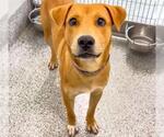 Small #1 Labrador Retriever Mix