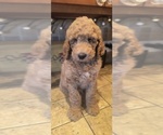 Small Photo #1 Goldendoodle Puppy For Sale in HOUSEVILLE, NY, USA