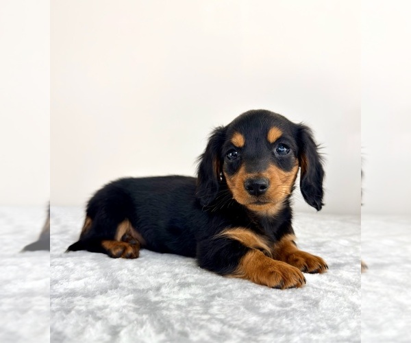 Medium Photo #3 Dachshund Puppy For Sale in GREENFIELD, IN, USA