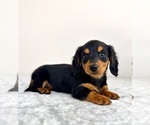 Small #2 Dachshund