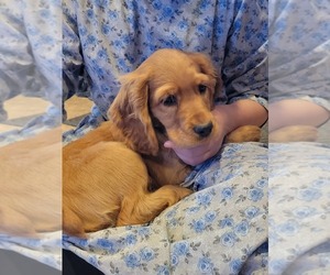 Cocker Spaniel Puppy for sale in WITHEE, WI, USA