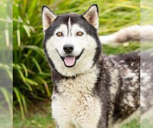 Siberian Husky Dogs for adoption in Camarillo, CA, USA