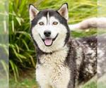 LOBO - Male Siberian Husky Dog for Adoption - Small photo
