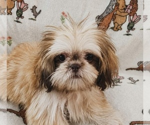 Shih Tzu Puppy for sale in WESLEY CHAPEL, FL, USA