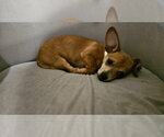 Small #1 Chiweenie