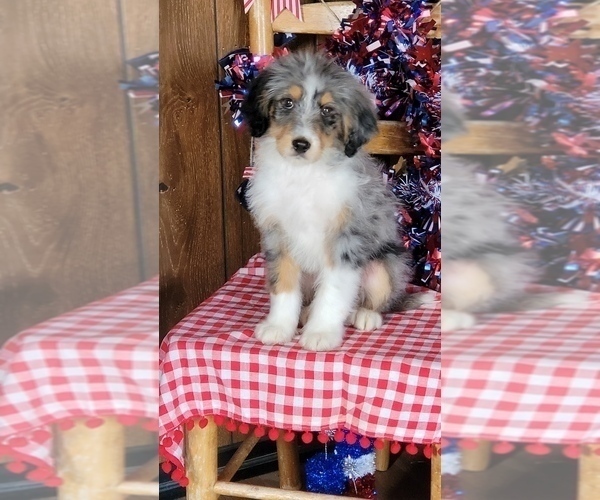 Medium Photo #15 Bernedoodle (Miniature) Puppy For Sale in BLACK FOREST, CO, USA