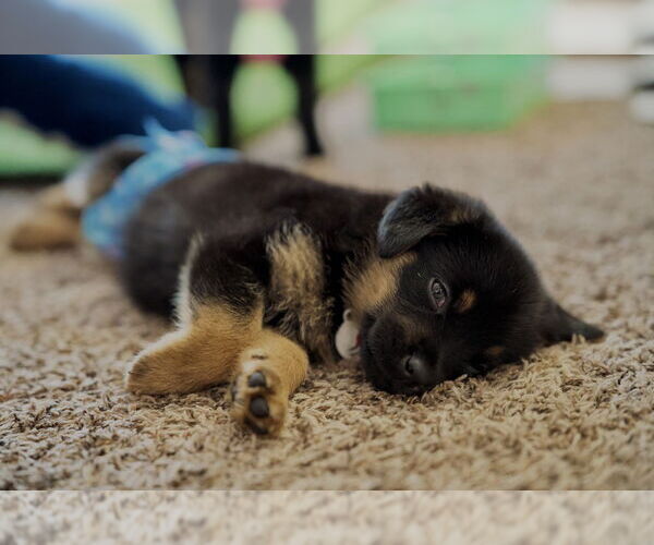 Medium Photo #3 German Shepherd Dog Puppy For Sale in West Sacramento, CA, USA