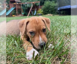 American Staffordshire Terrier-Unknown Mix Dogs for adoption in Raleigh, NC, USA