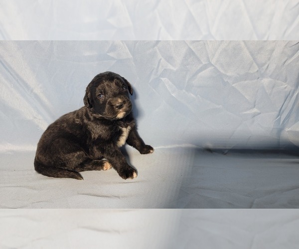 Medium Photo #70 Golden Mountain Dog Puppy For Sale in BLACK FOREST, CO, USA