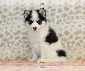 Pomsky Puppy for sale in DENVER, PA, USA