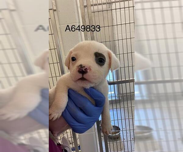 Medium Photo #3 Mutt Puppy For Sale in Houston, TX, USA