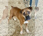 Small #2 Boxer