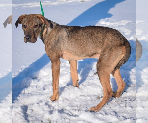 Medium Photo #5 German Shepherd Dog-Vizsla Mix Puppy For Sale in Huntley, IL, USA
