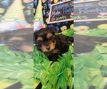 Small Photo #84 Yorkshire Terrier Puppy For Sale in AKRON, OH, USA