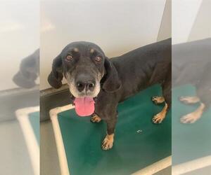 Black and Tan Coonhound Dogs for adoption in Fayetteville, NC, USA