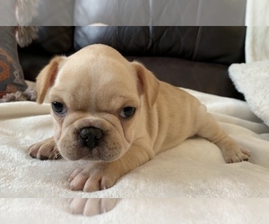 French Bulldog Puppy for sale in JOHNS ISLAND, SC, USA