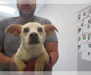 Chihuahua Dogs for adoption in Ocala, FL, USA