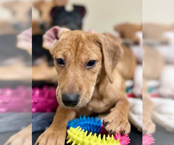 Medium Photo #2 Chiweenie Puppy For Sale in Jefferson, NJ, USA