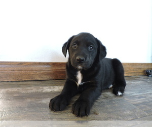 Borador Puppy for sale in THORP, WI, USA