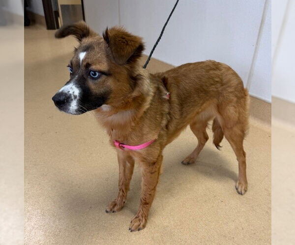 Medium Photo #1 Siberian Husky-Unknown Mix Puppy For Sale in Placerville, CA, USA