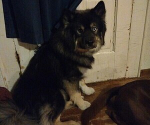 Father of the American Pit Bull Terrier-Siberian Husky Mix puppies born on 06/14/2025
