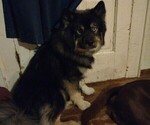 Small Photo #1 American Pit Bull Terrier-Siberian Husky Mix Puppy For Sale in N FOND DU LAC, WI, USA
