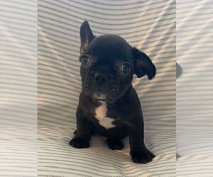 French Bulldog Puppy for sale in JOHNS ISLAND, SC, USA