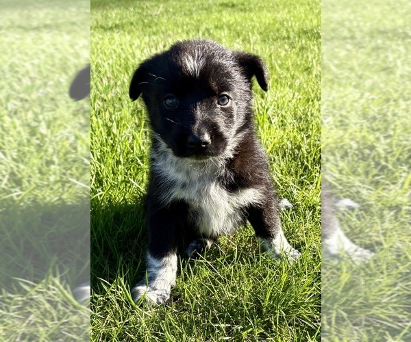 Medium Photo #3 Border-Aussie Puppy For Sale in FAIR HAVEN, MI, USA