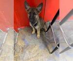 Small German Shepherd Dog