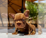 Small #2 French Bulldog