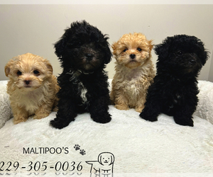 Maltipoo Puppy for Sale in VALDOSTA, Georgia USA