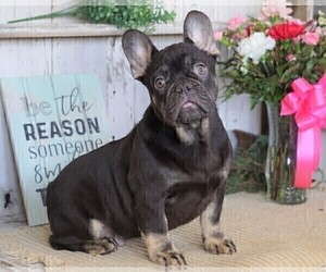 French Bulldog Puppy for sale in FREDERICKSBG, OH, USA