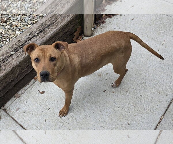 Medium Photo #5 Mutt Puppy For Sale in Woodsfield, OH, USA