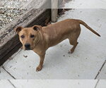 Small #4 Mutt